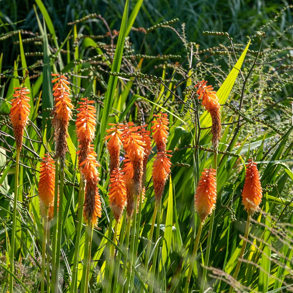 Kniphofia Alcazar - Red Hot Poker