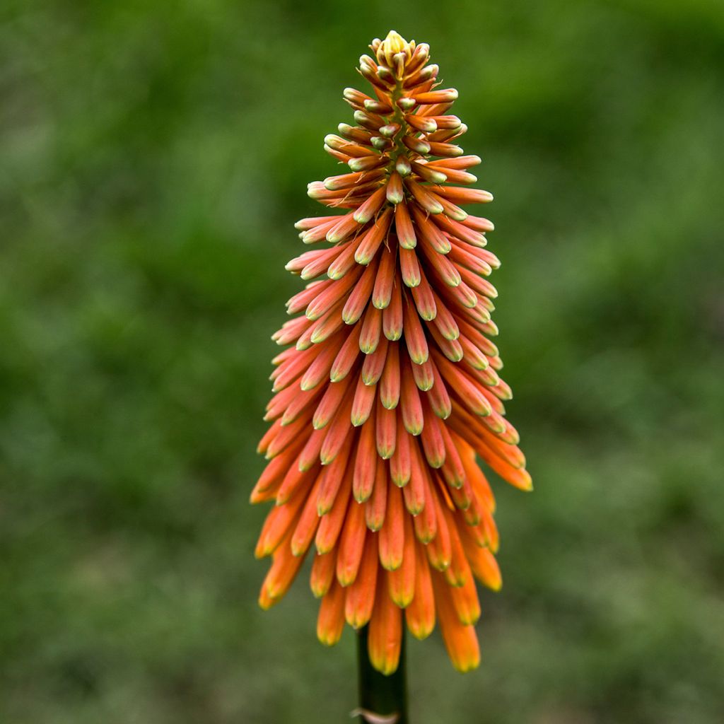 Kniphofia Alcazar - Red Hot Poker