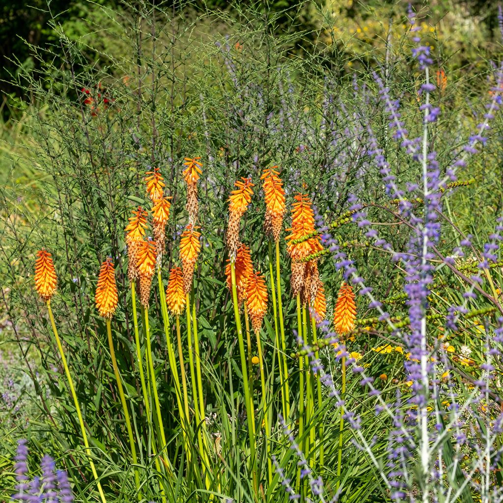 Kniphofia Alcazar - Red Hot Poker