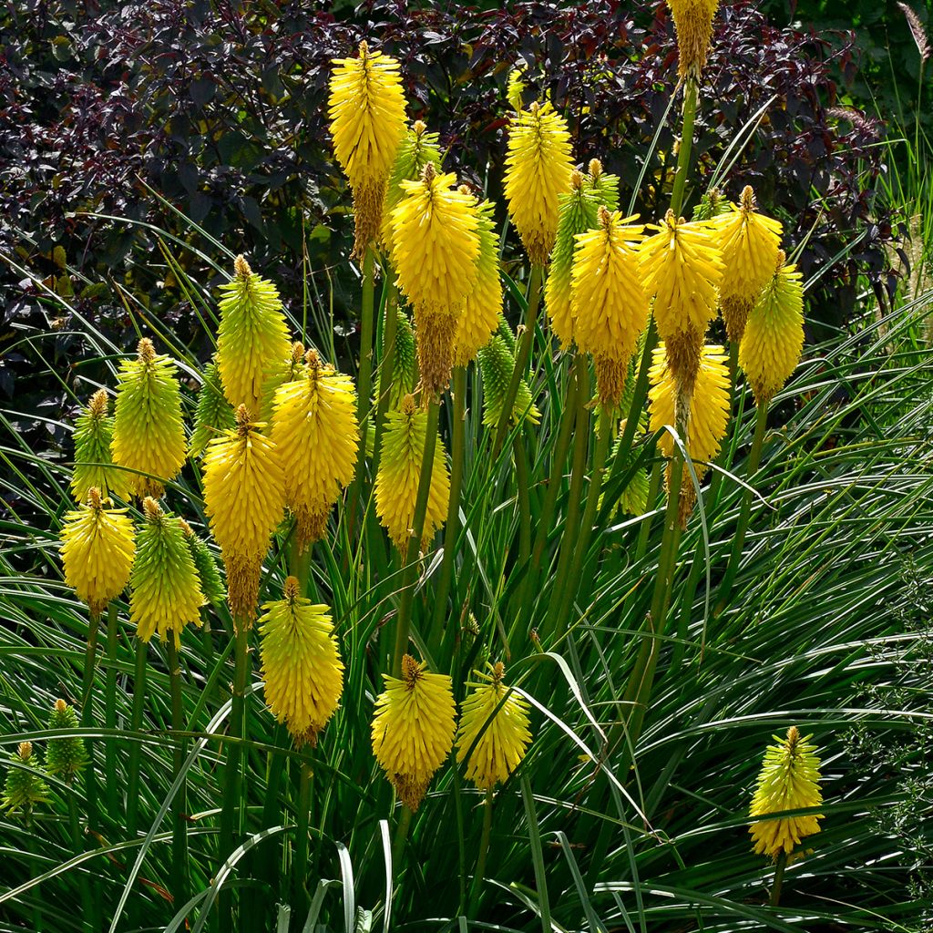 Kniphofia Bees Lemon - Red Hot Poker