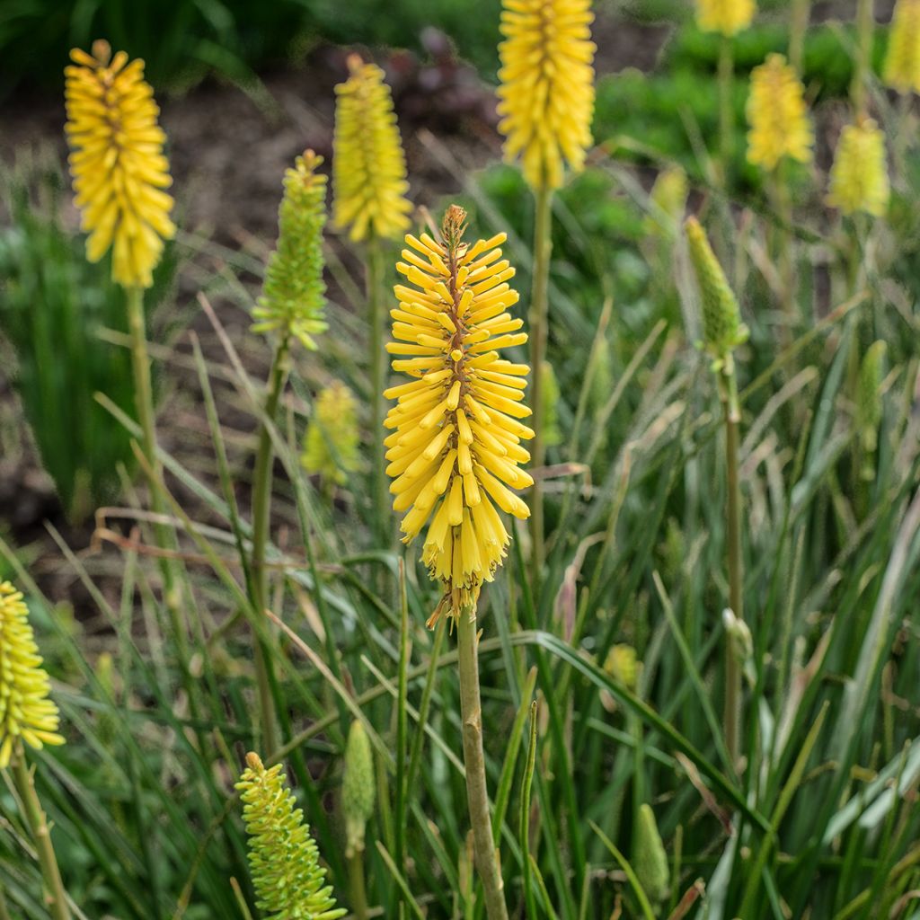 Kniphofia Bees Lemon - Red Hot Poker