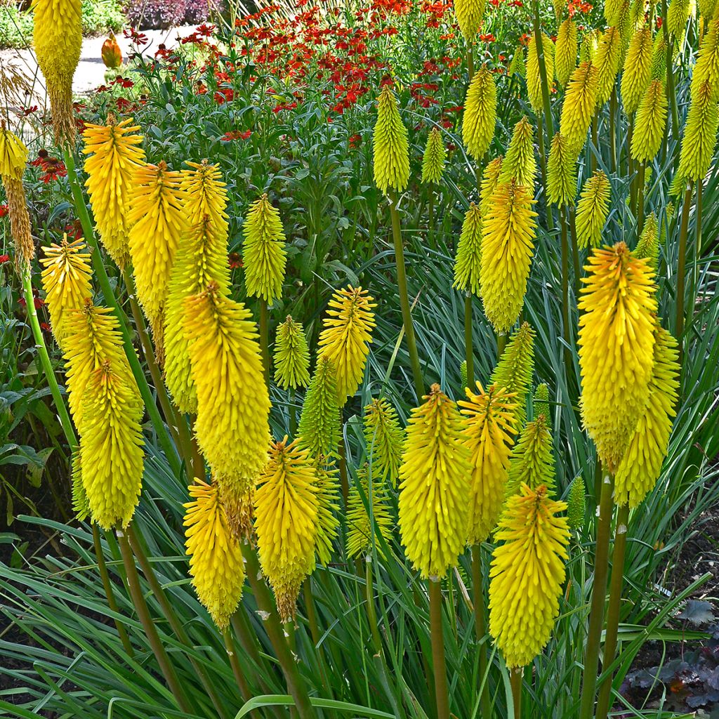 Kniphofia Bees Lemon - Red Hot Poker