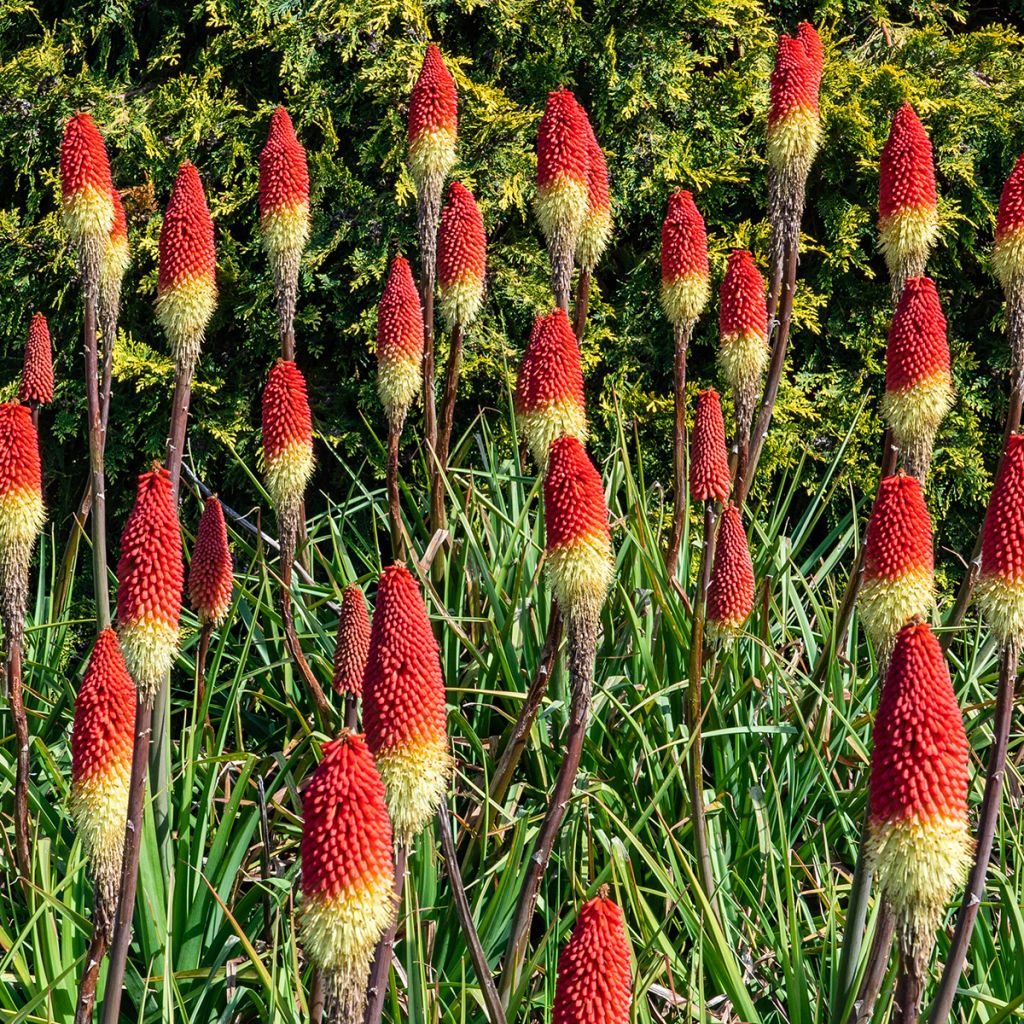 Kniphofia pauciflora Flamenco - Red Hot Poker