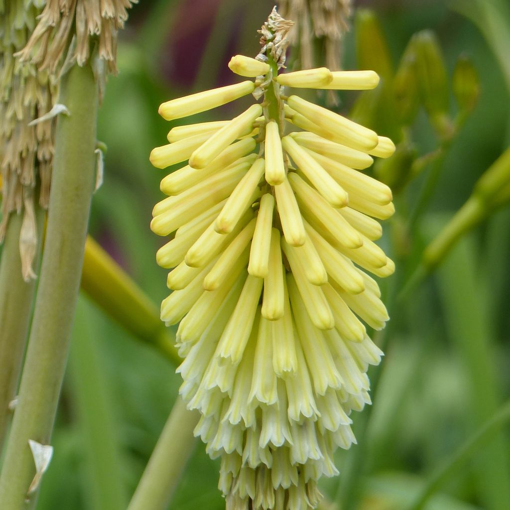 Kniphofia Green Jade - Tritoma vert pomme et crème