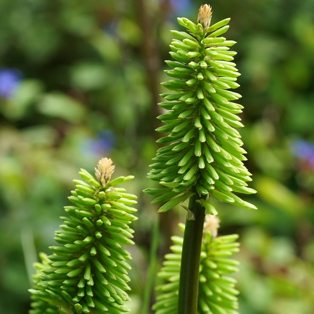 Kniphofia Green Jade - Red Hot Poker