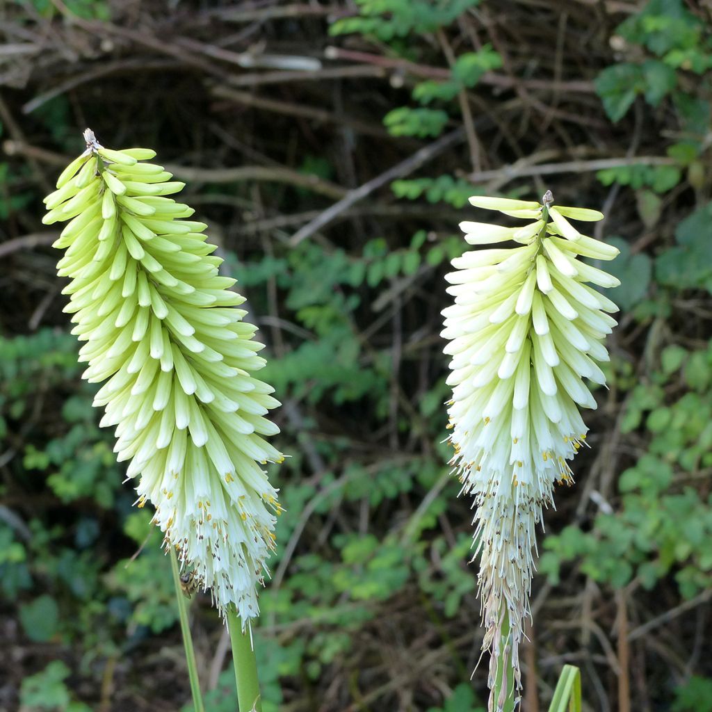 Kniphofia Ice Queen - Red Hot Poker