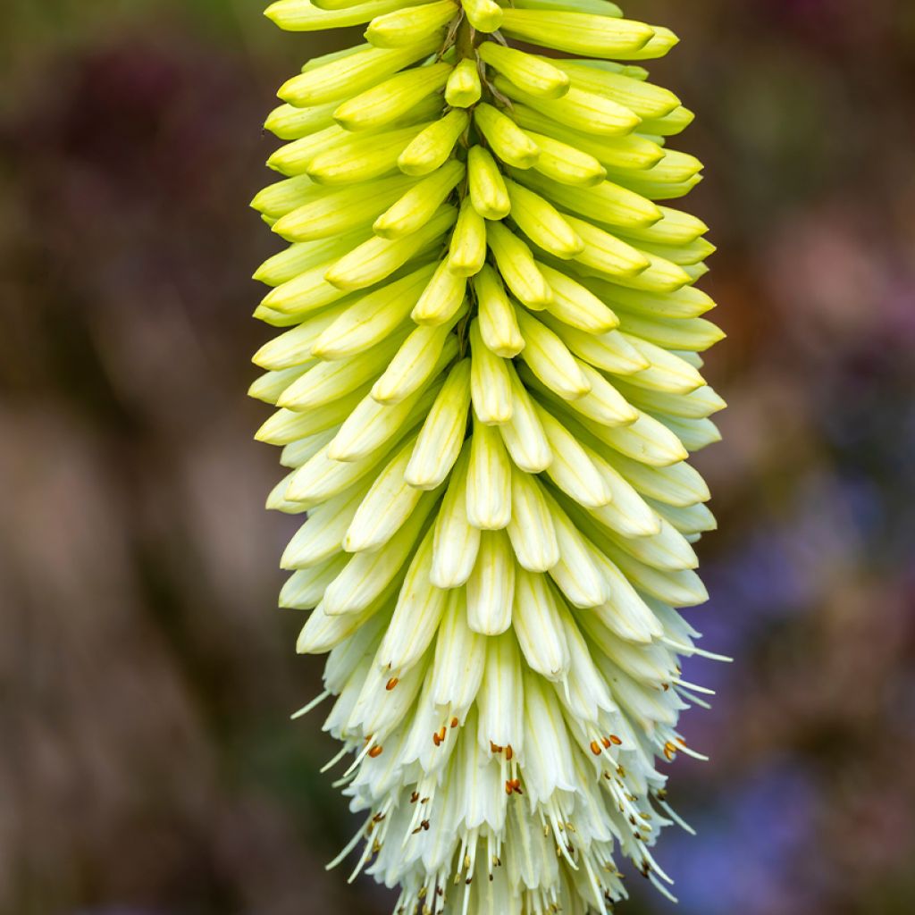 Kniphofia Ice Queen - Red Hot Poker