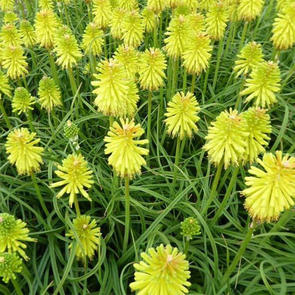 Kniphofia Limelight - Tritoma.