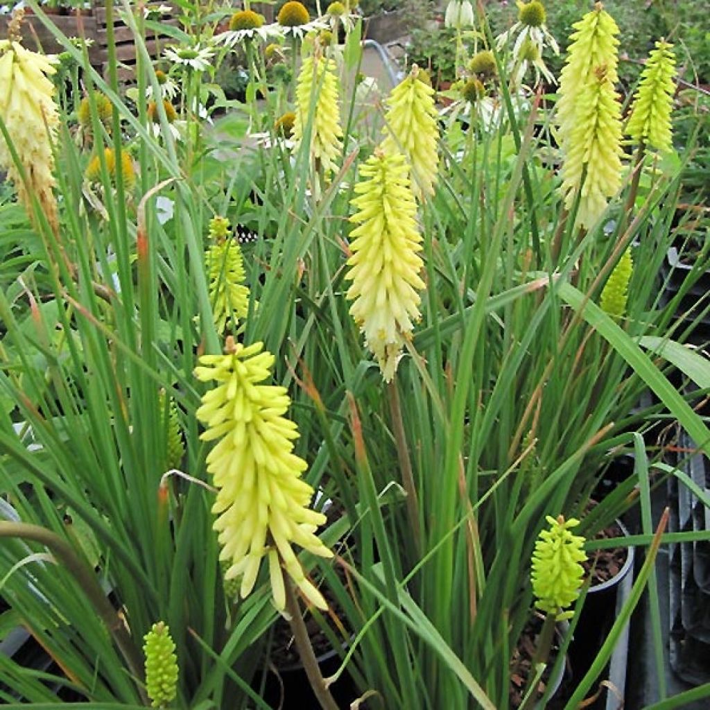 Kniphofia Little Maid - Tison de satan Little Maid