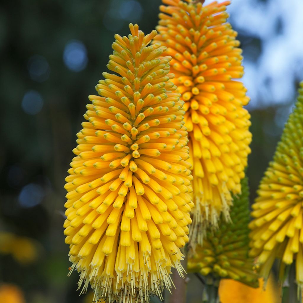 Kniphofia Percys Pride - Red Hot Poker