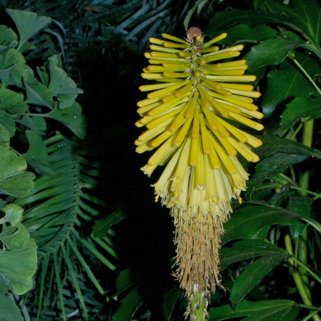 Kniphofia Percys Pride - Red Hot Poker