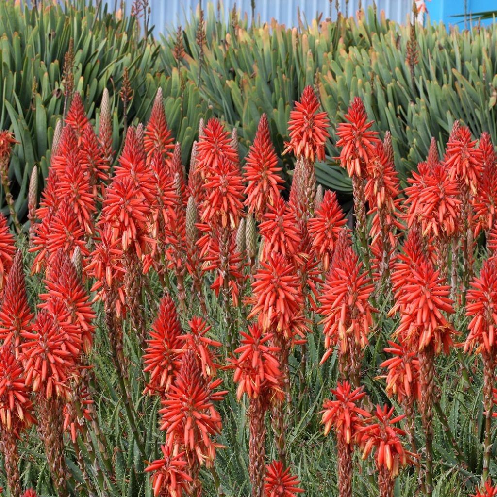 Kniphofia Red Rocket - Tison de satan Red Rocket