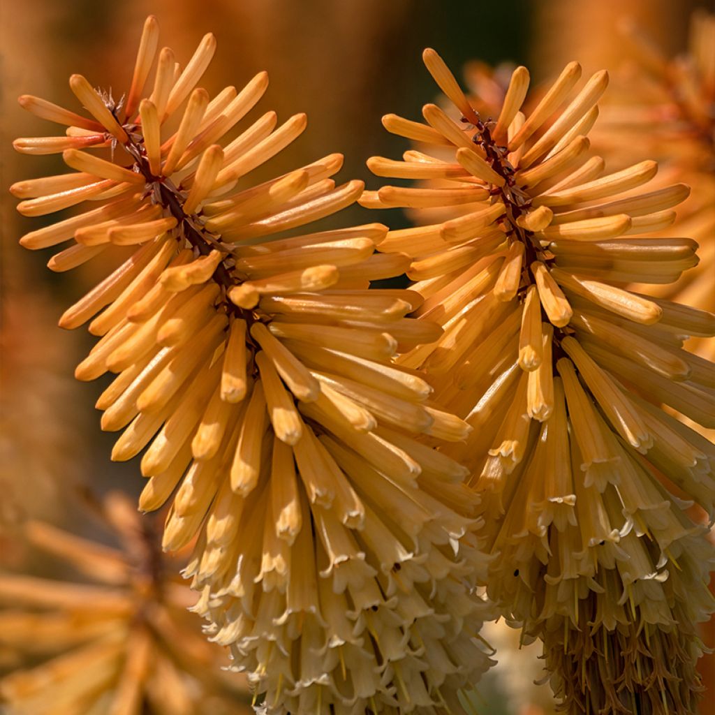 Kniphofia Tawny King - Red Hot Poker