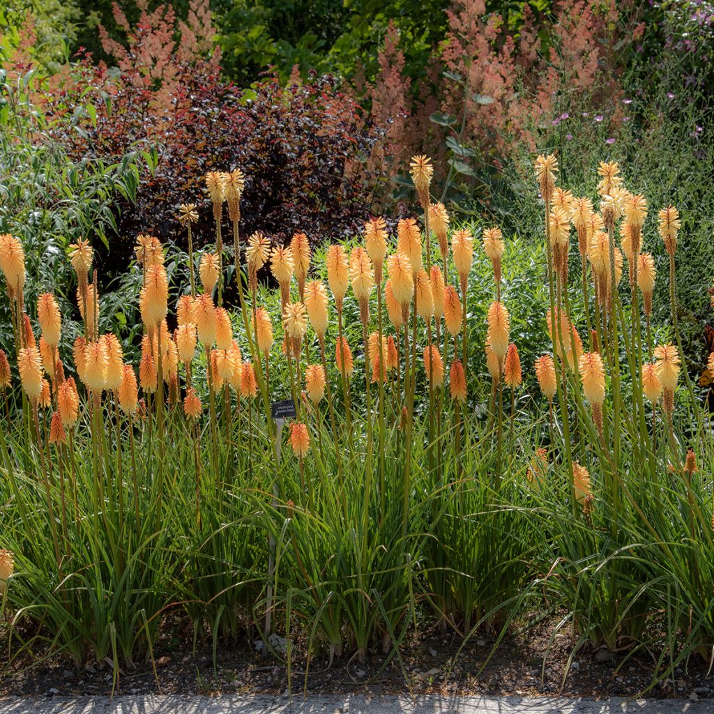 Kniphofia Tawny King - Red Hot Poker