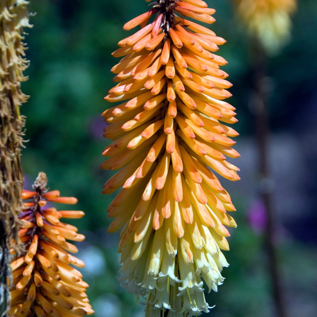 Kniphofia Tawny King - Red Hot Poker