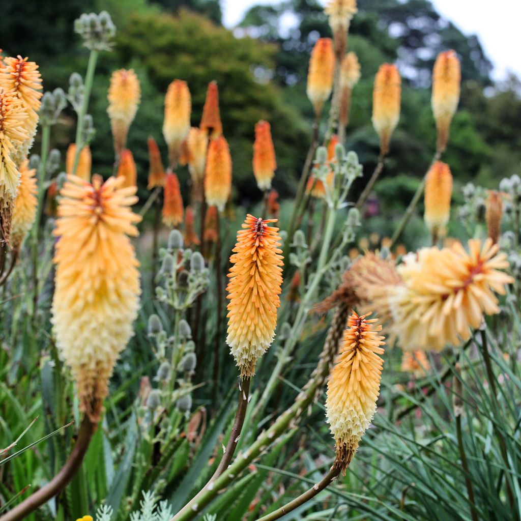 Kniphofia Tawny King - Red Hot Poker