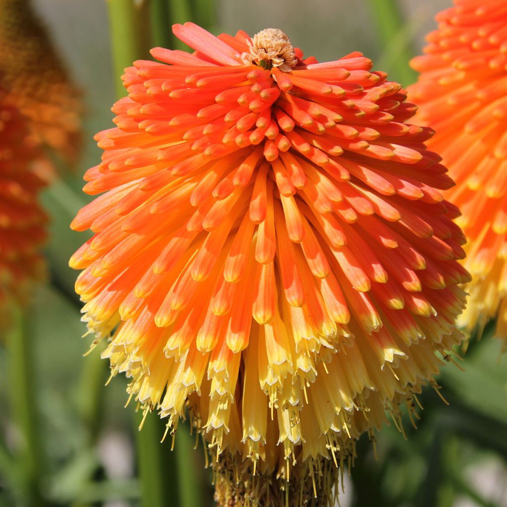 Kniphofia Traffic Lights - Red Hot Poker