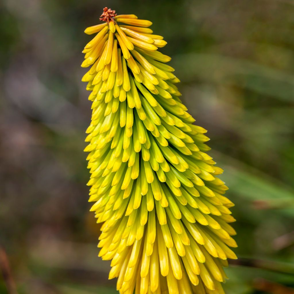 Kniphofia Wrexham Buttercup - Red Hot Poker