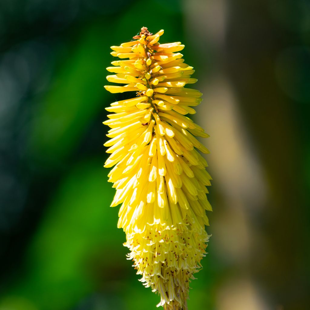 Kniphofia Wrexham Buttercup - Red Hot Poker