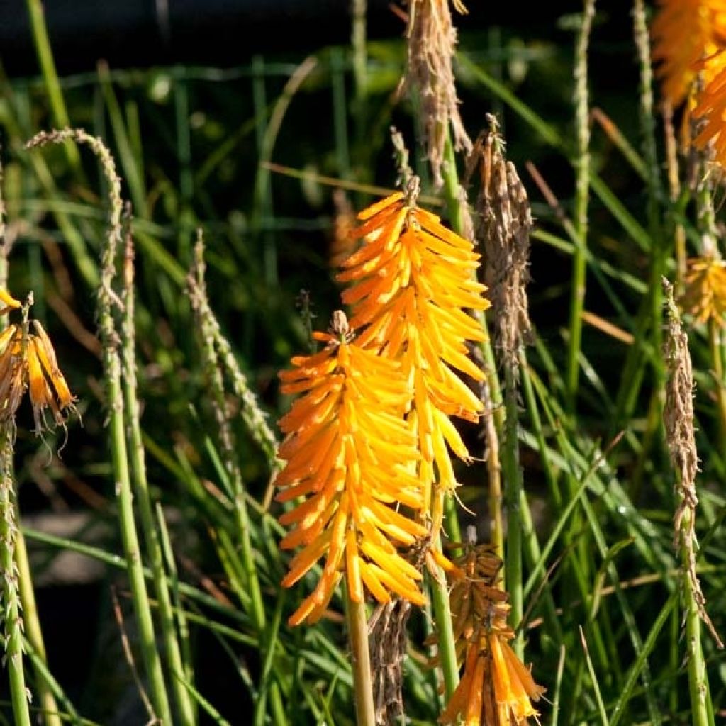 Kniphofia Mango Popsicle - Red Hot Poker