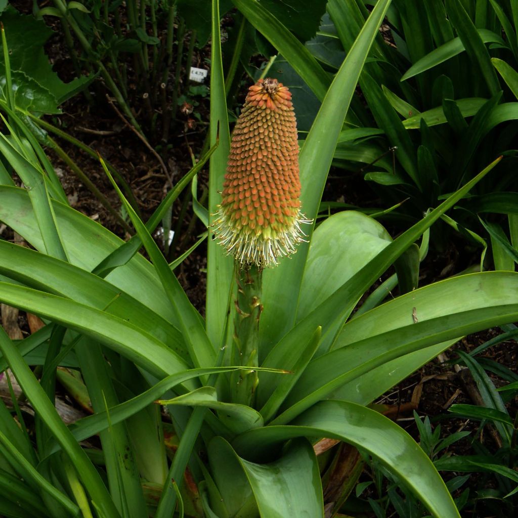 Kniphofia northiae