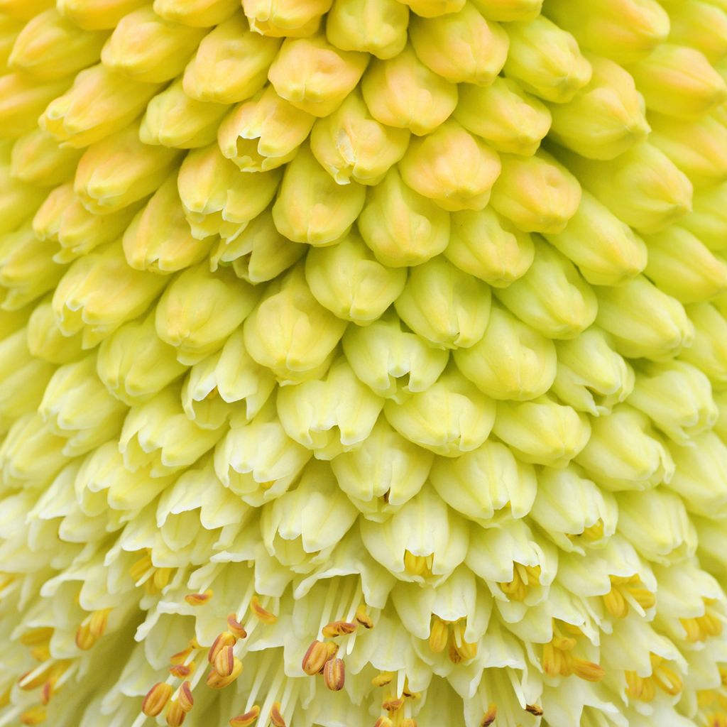 Kniphofia northiae - Giant Red Hot Poker