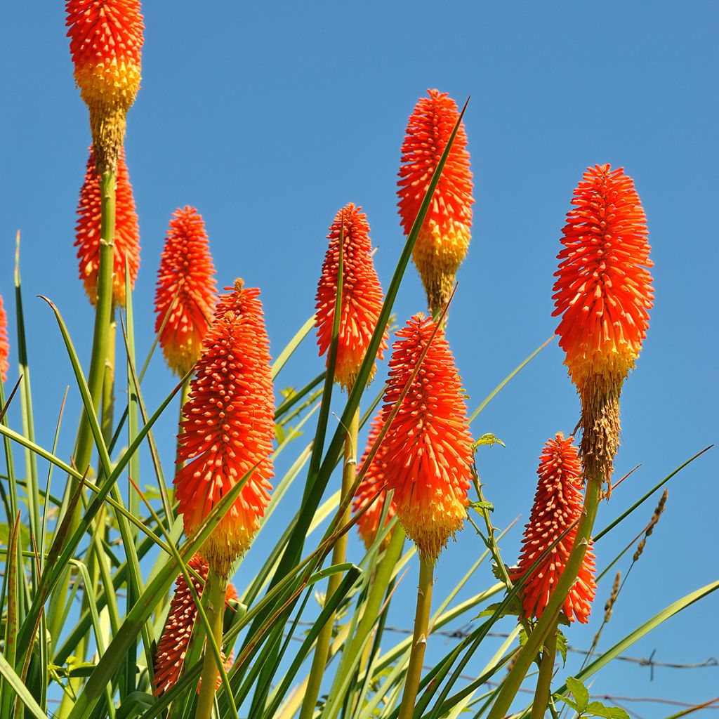 Kniphofia northiae - Giant Red Hot Poker