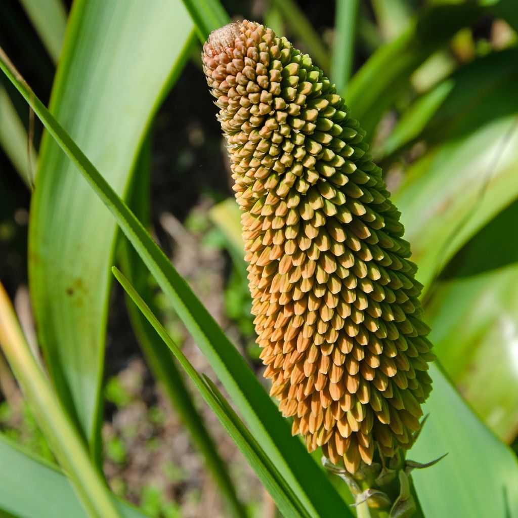 Kniphofia northiae - Giant Red Hot Poker