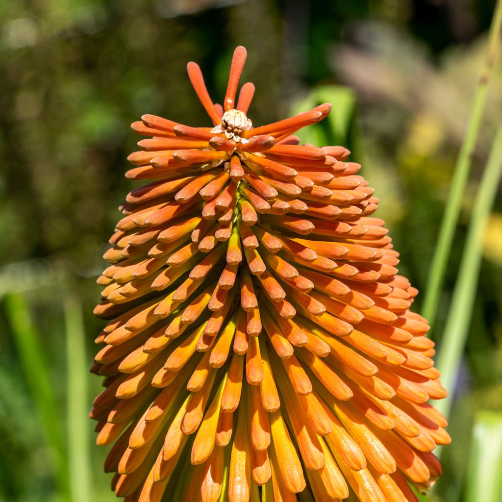 Kniphofia rooperi - Rooper's Red Hot Poker