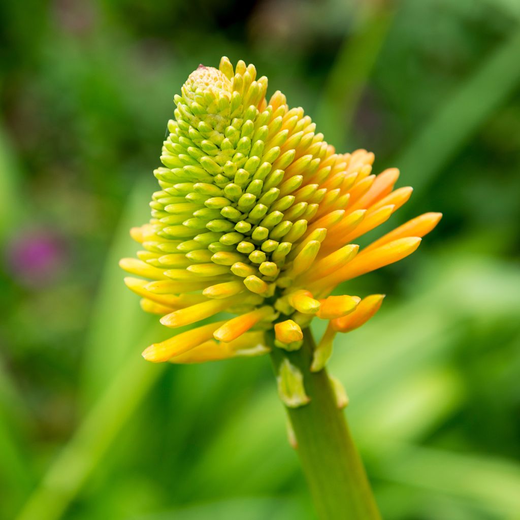 Kniphofia rooperi - Rooper's Red Hot Poker