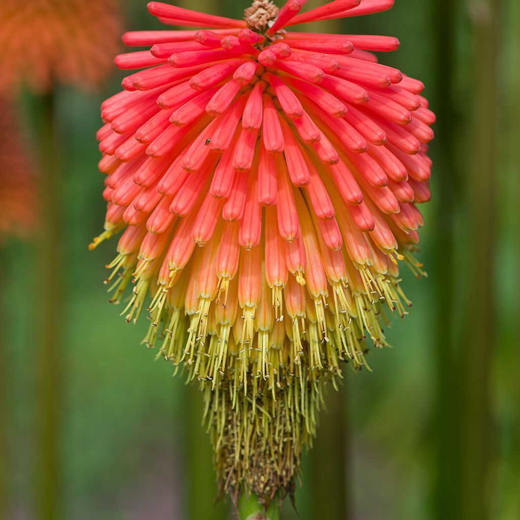 Kniphofia rooperi - Rooper's Red Hot Poker