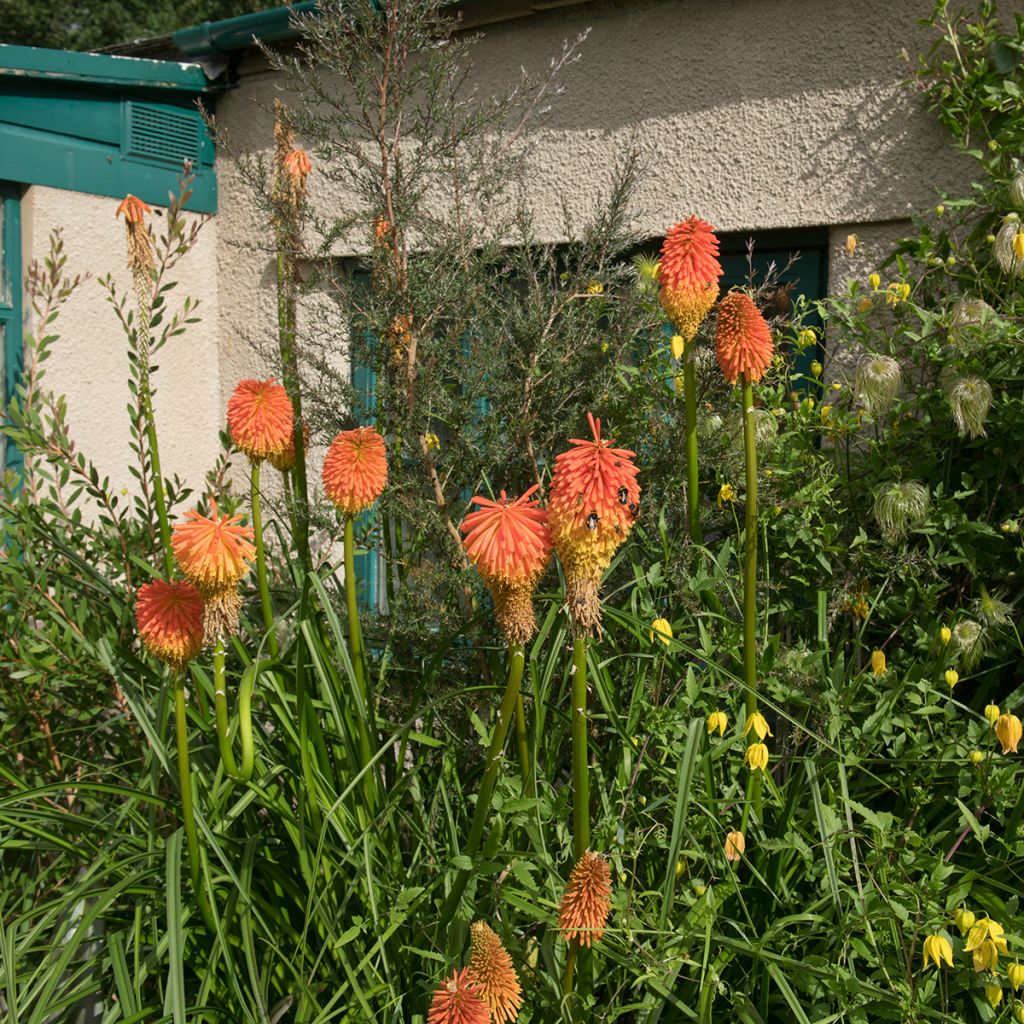 Kniphofia rooperi - Rooper's Red Hot Poker