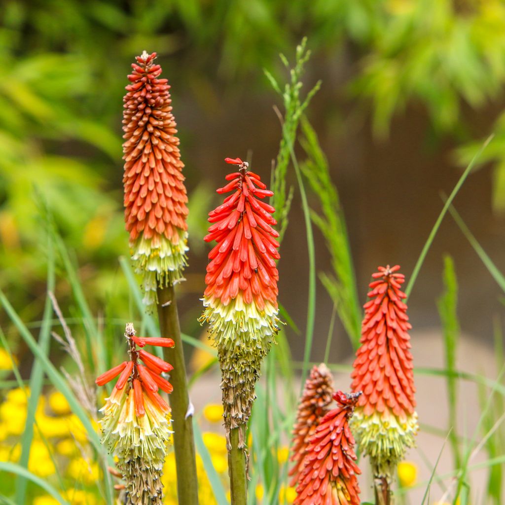 Kniphofia uvaria - Red Hot Poker