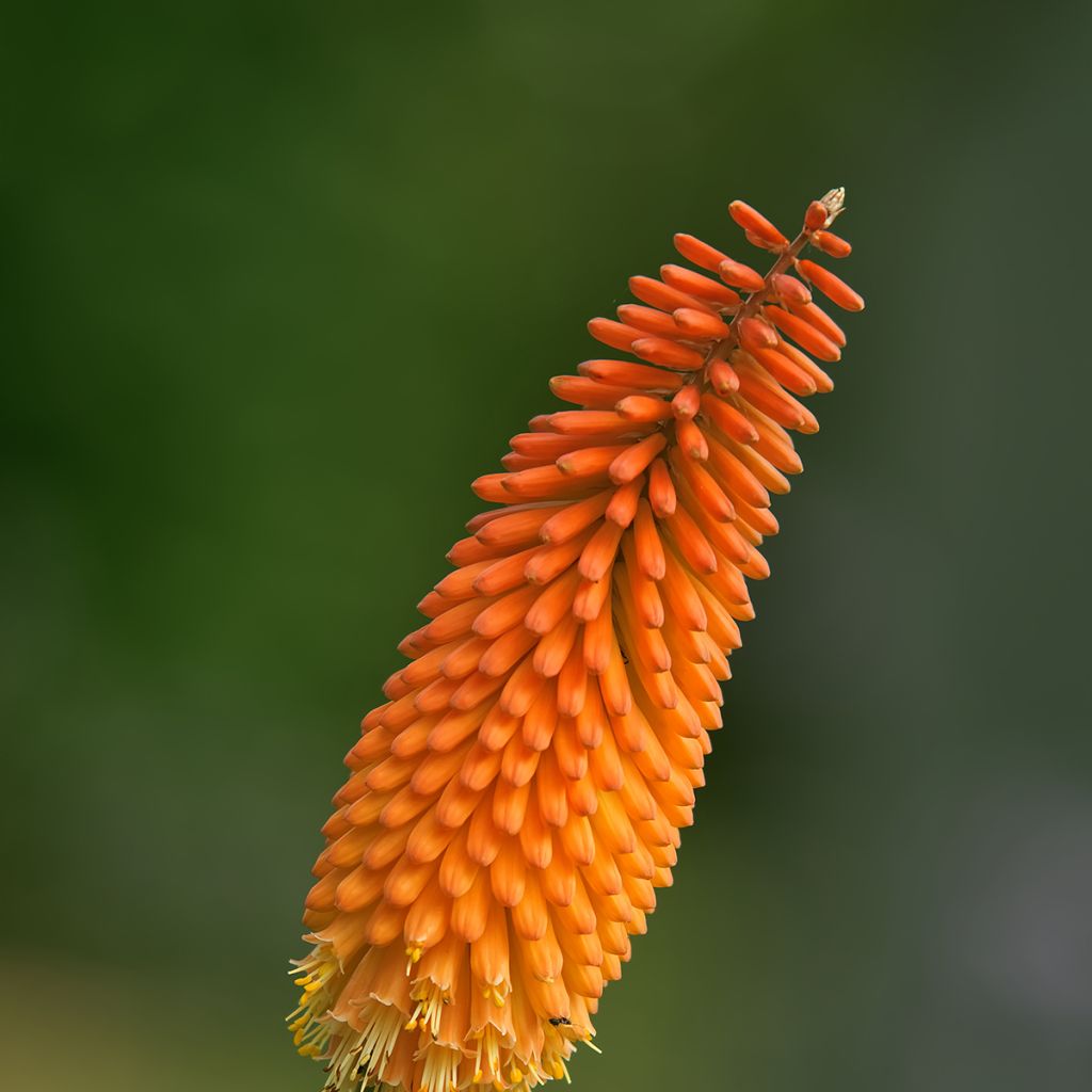 Kniphofia uvaria - Red Hot Poker