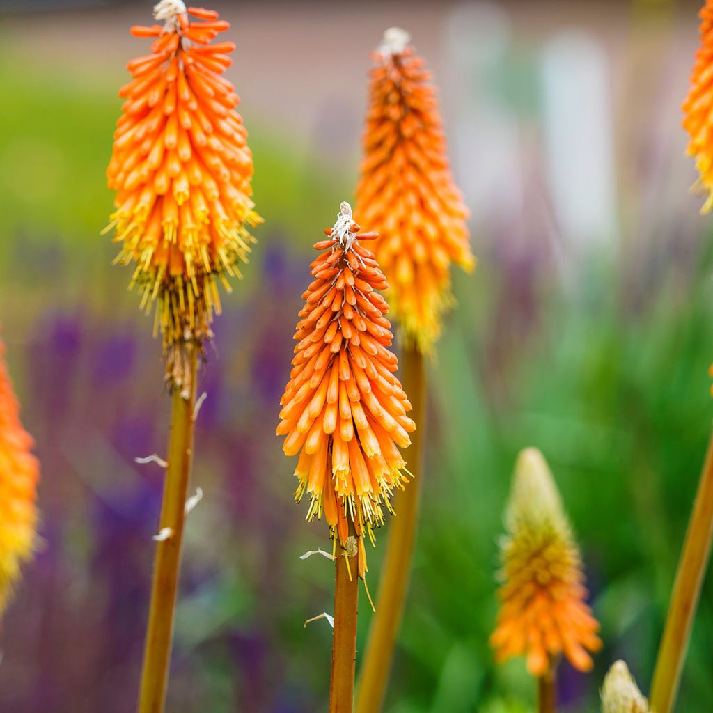 Kniphofia uvaria - Red Hot Poker