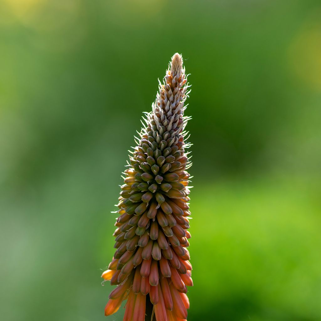 Kniphofia uvaria - Red Hot Poker