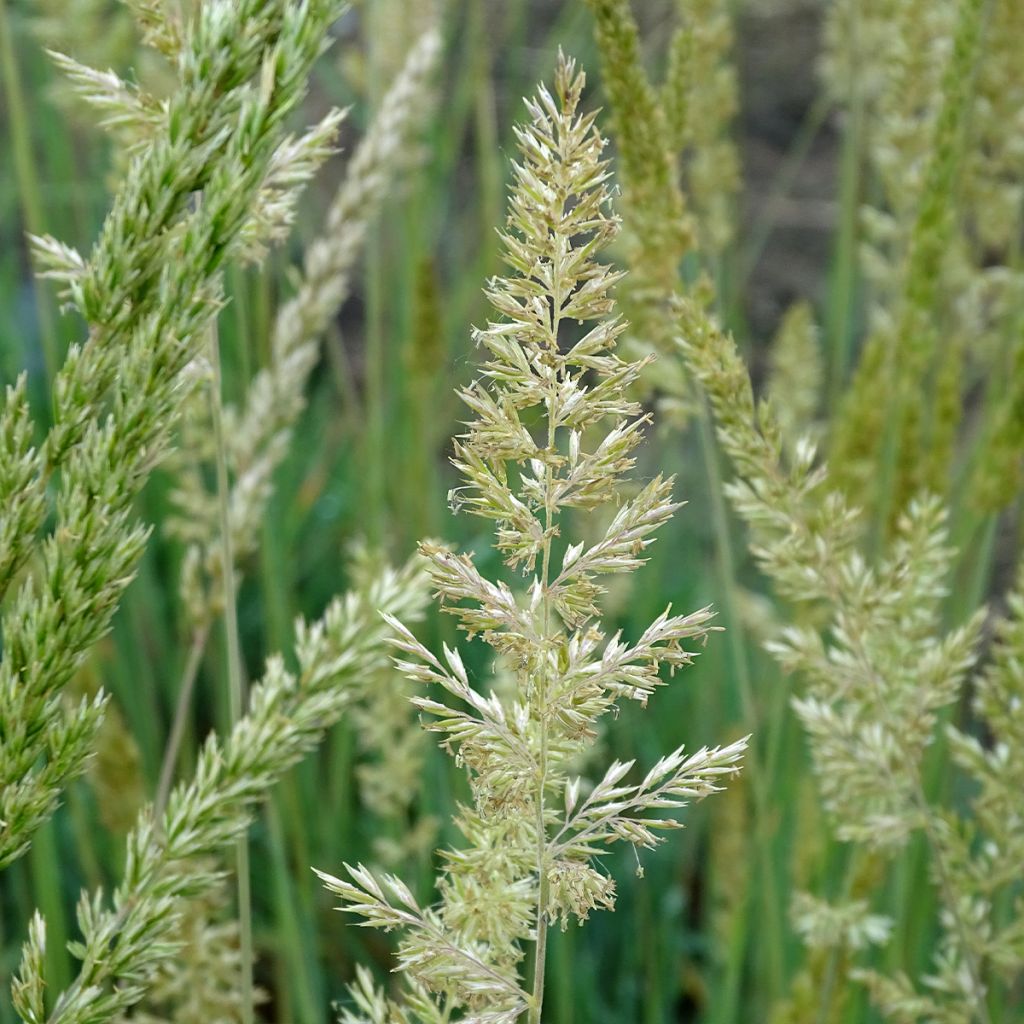 Koeleria glauca - Koélérie bleue, Koelérie glauque