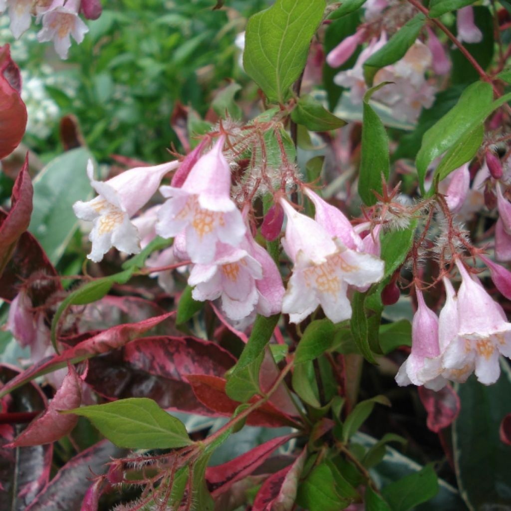 Kolkwitzia amabilis Pink Cloud - Buisson de beauté