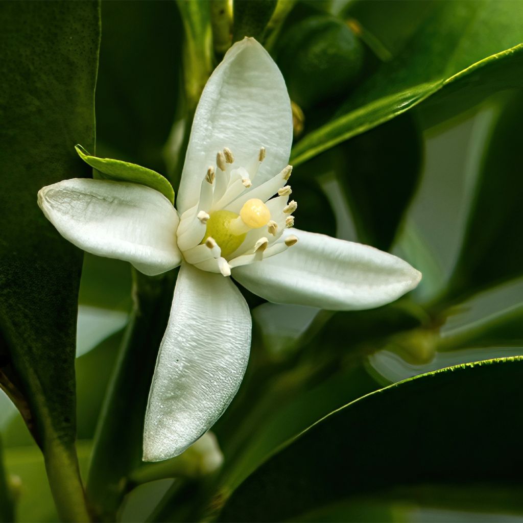 Kumquat à fruits ovales - Fortunella margarita