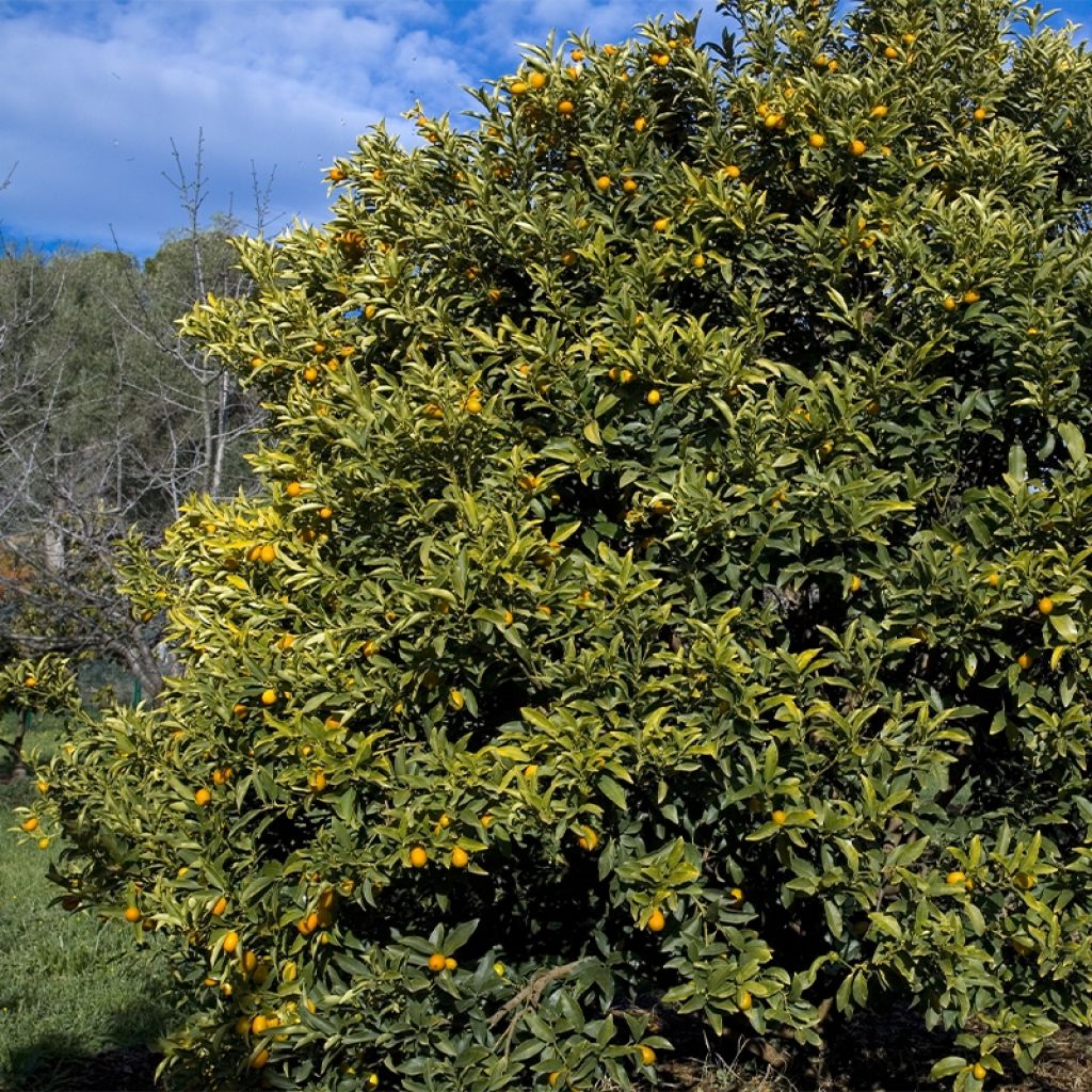 Kumquat à fruits ovales - Fortunella margarita