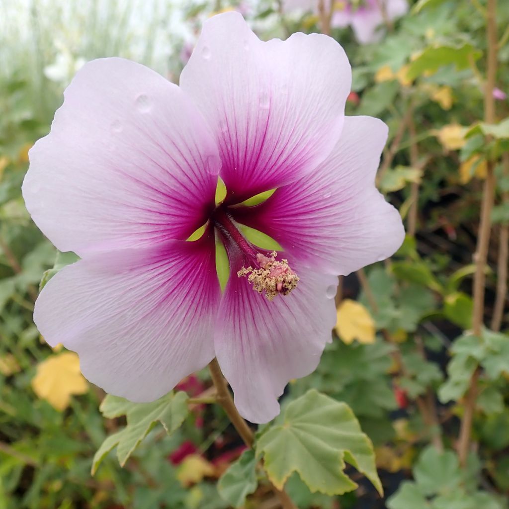 Malva subovata Princesse de Ligne - Mallow