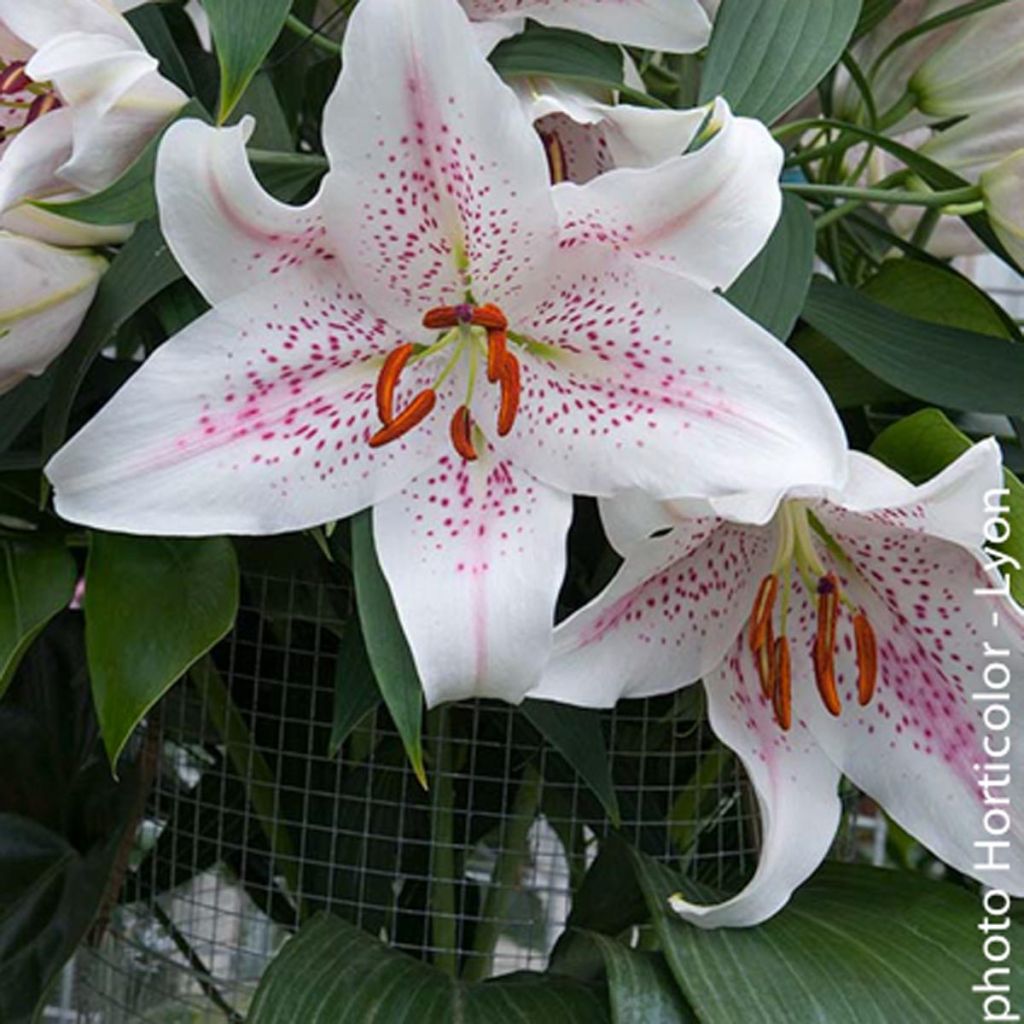 Lilium Extravaganza - Lis Groupe trompette oriental