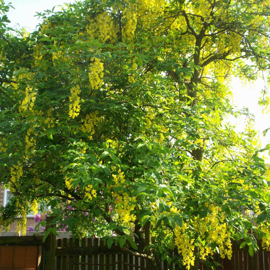 Cytise pluie d'or - Laburnum watereri Vossii