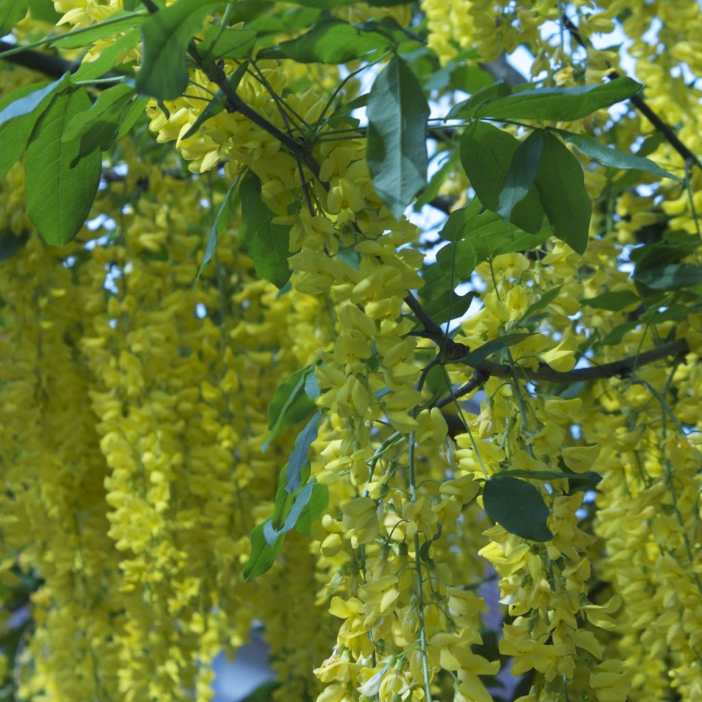 Laburnum alpinum Pendulum