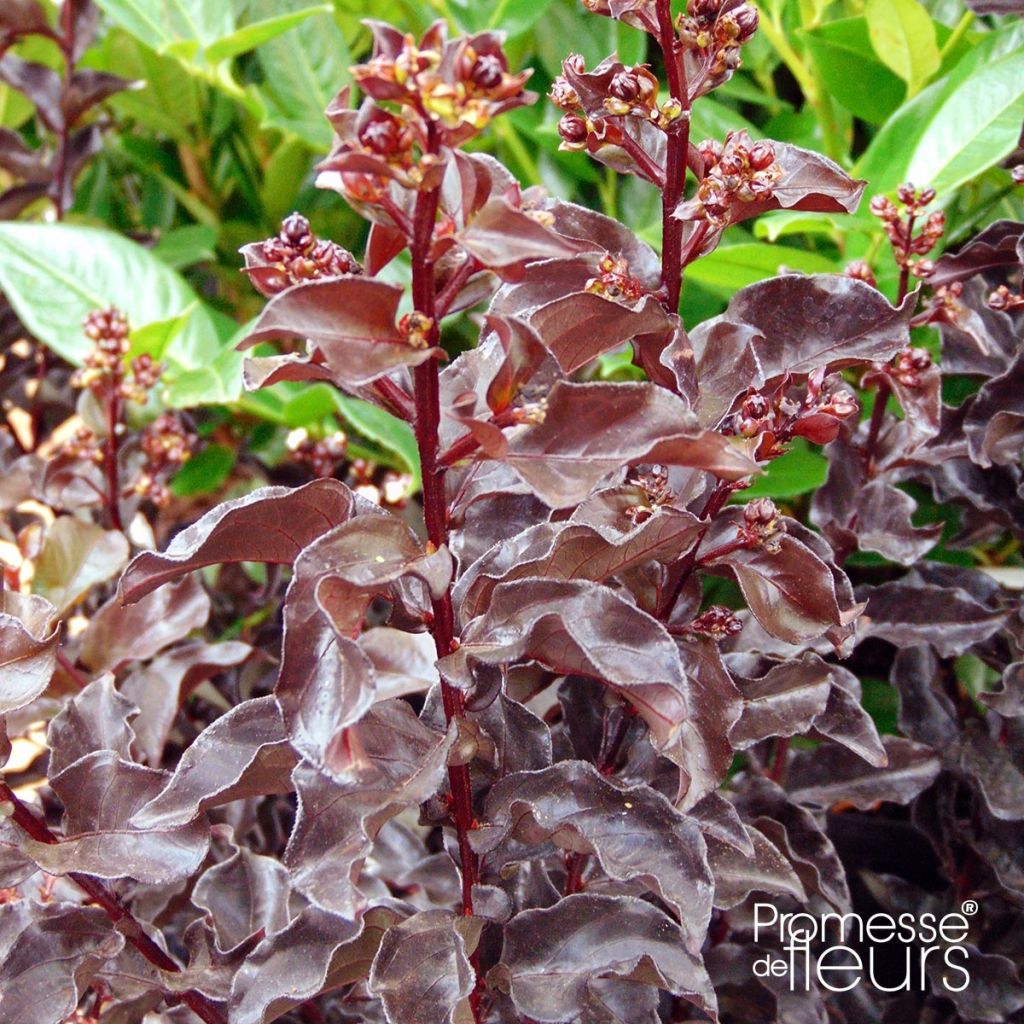 Lagerstroemia indica Black Solitaire® Best Red