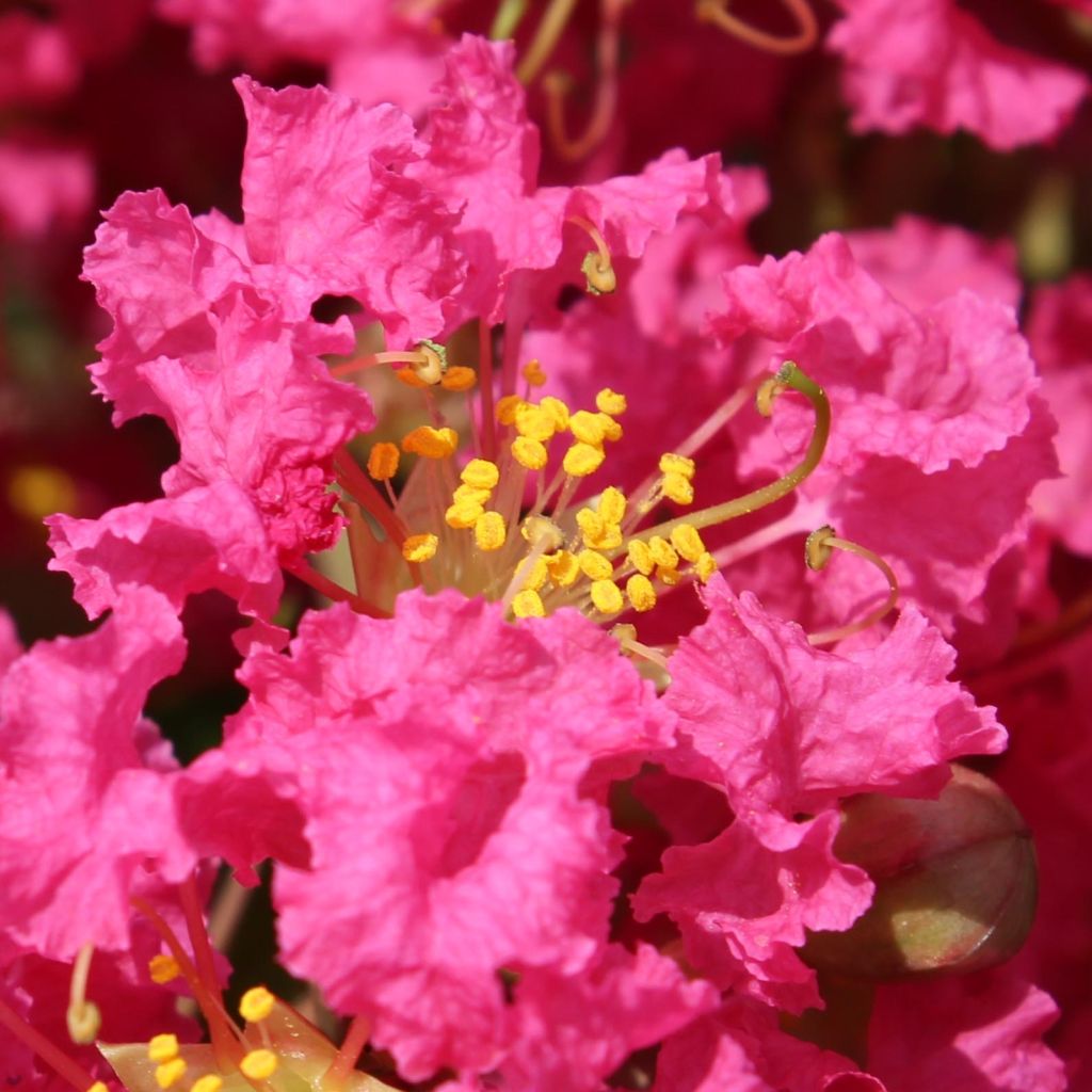 Lagerstroemia indica Bergerac - Lilas des Indes