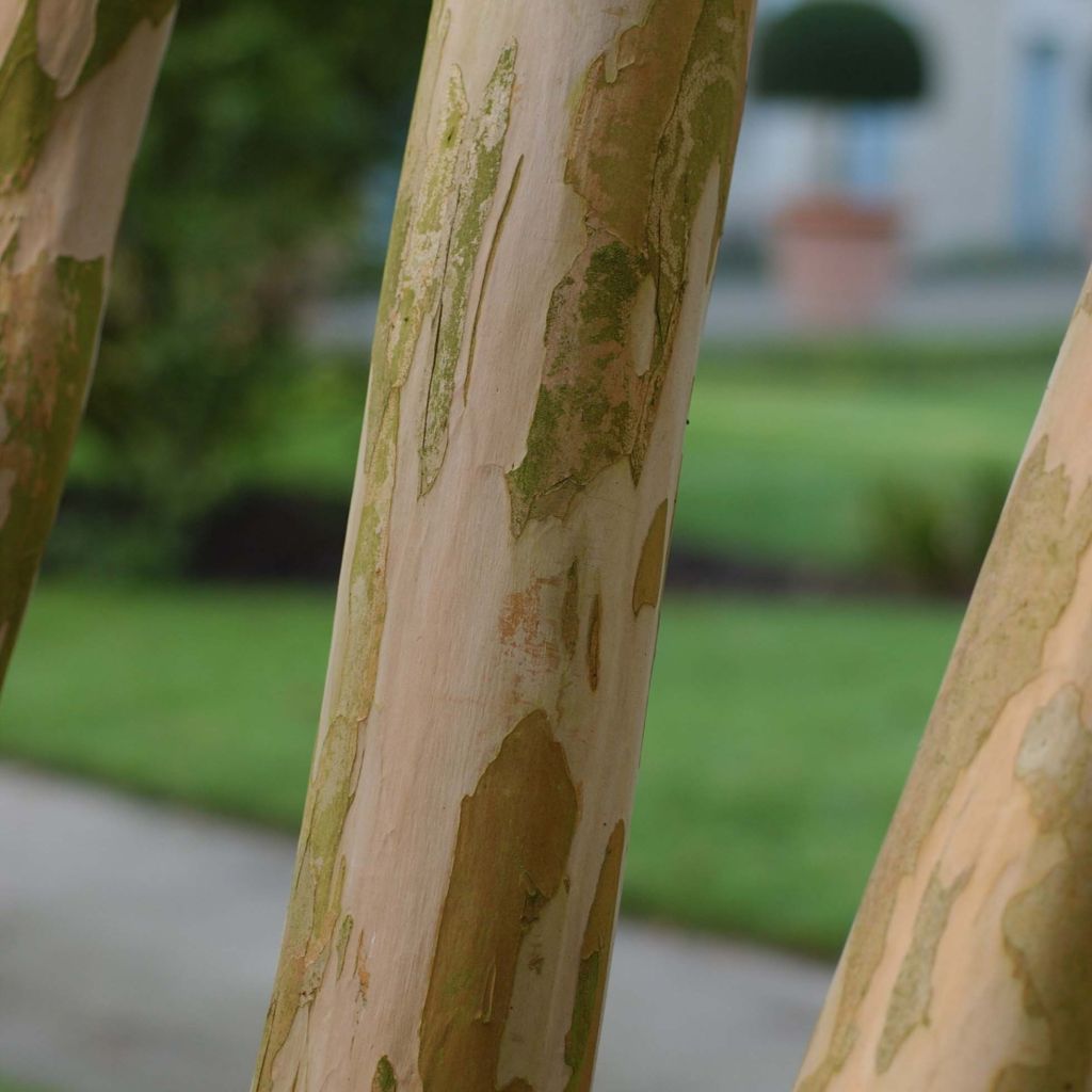 Lagerstroemia indica Berlingot Menthe - Crape Myrtle