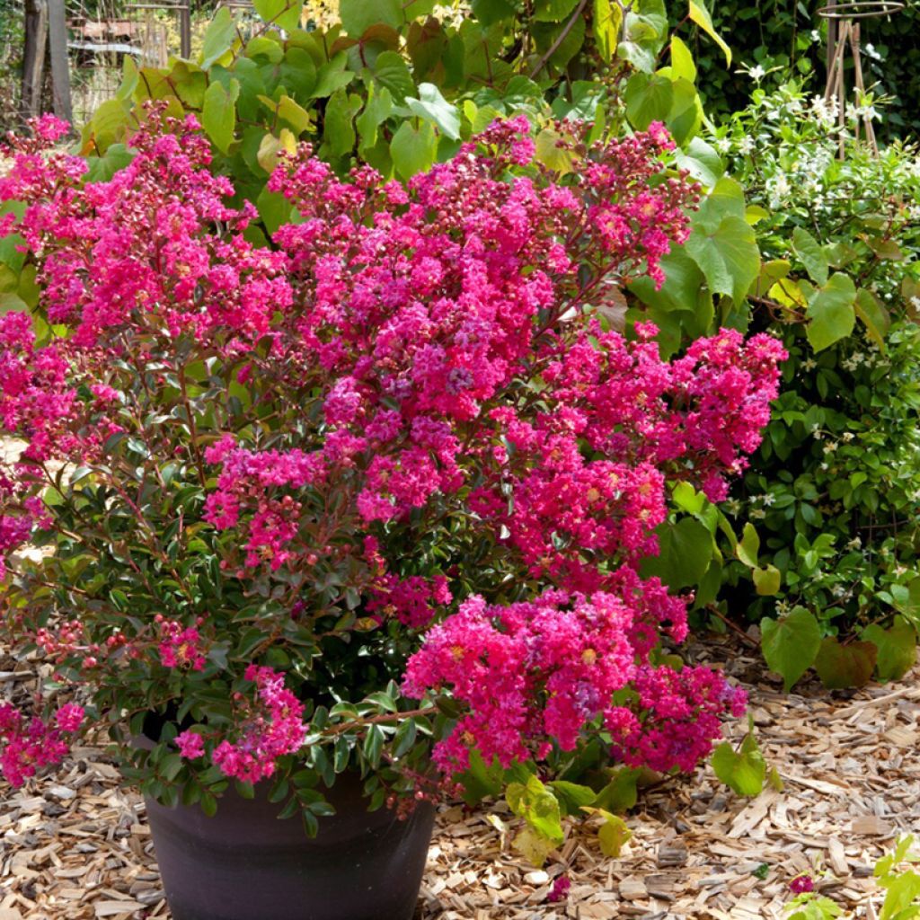 Lagerstroemia indica Cherry 'Lelaro' (Bouquet Rouge) - Lilas des Indes 