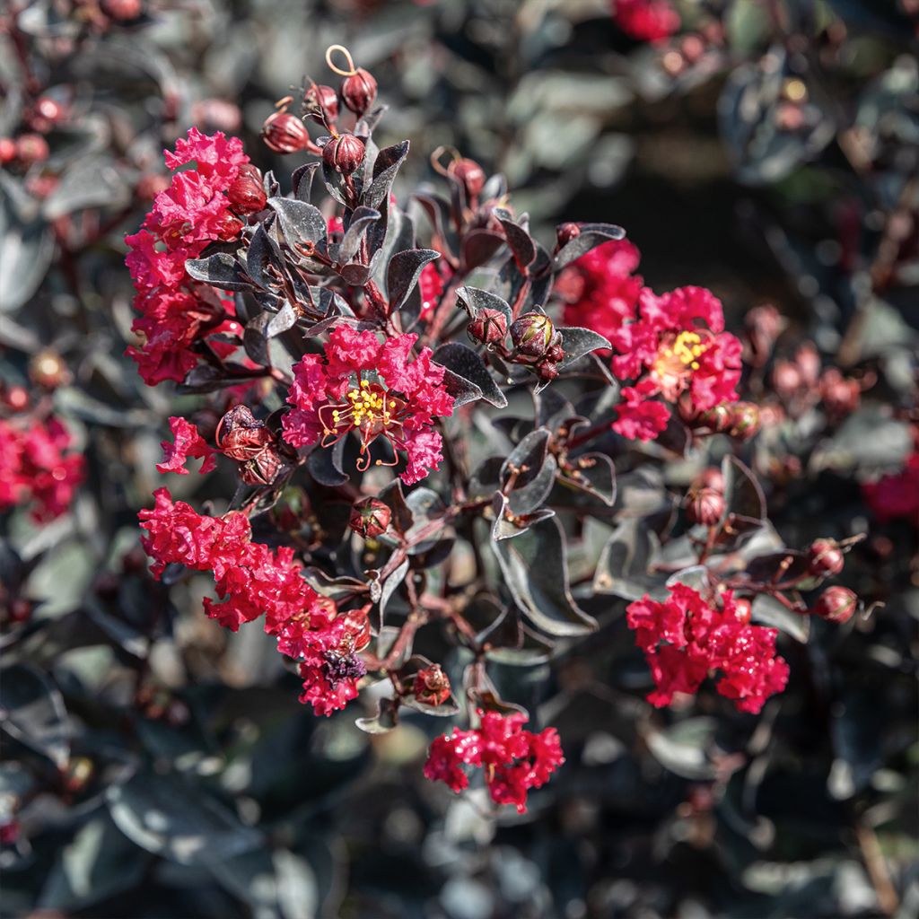 Lagerstroemia indica Double Feature - Lilas des Indes