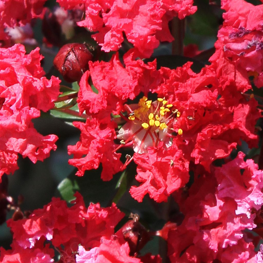 Lagerstroemia indica Dynamite - Lilas des Indes rouge